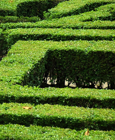 Maze